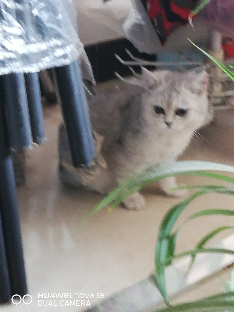 纯种精品银渐层出售