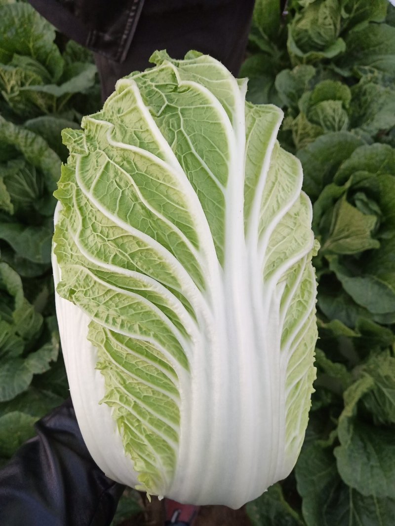山东滕州黄心白菜大白菜大量供应产地直发货源充足