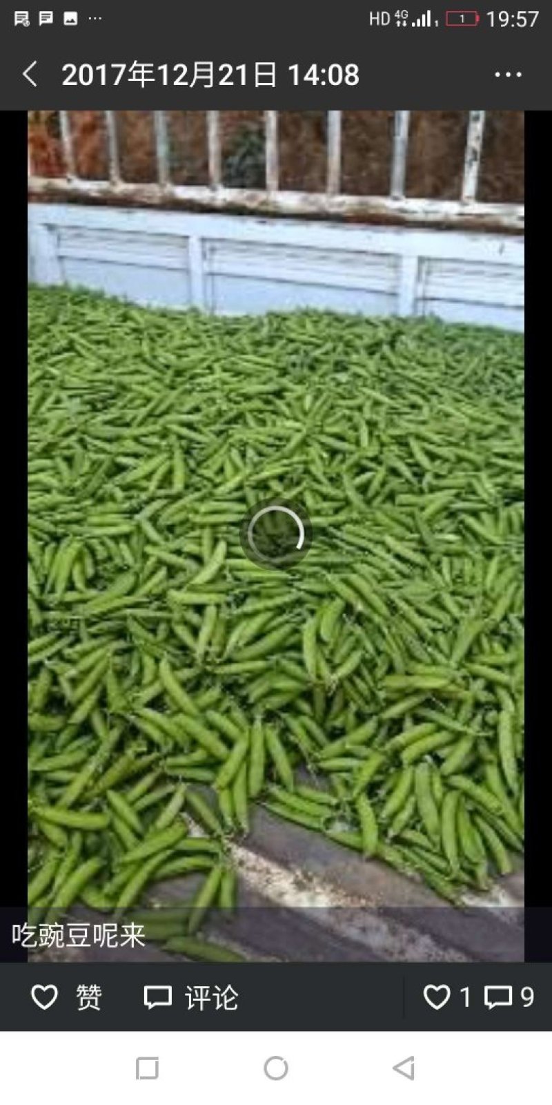 豌豆