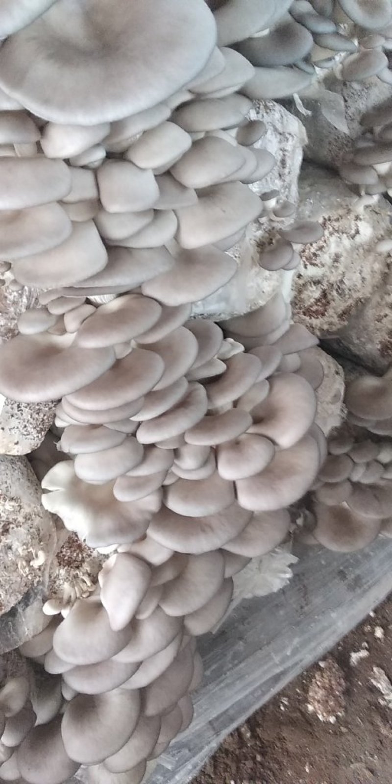 菌包