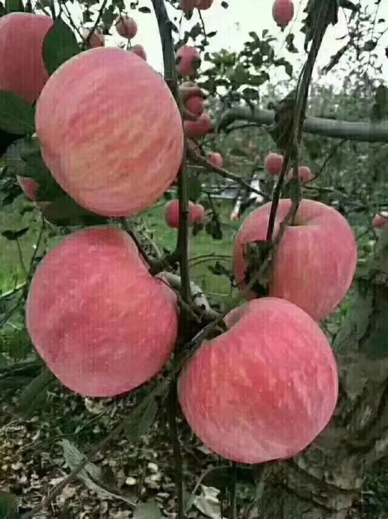 长富富士苹果口感脆甜水份足
