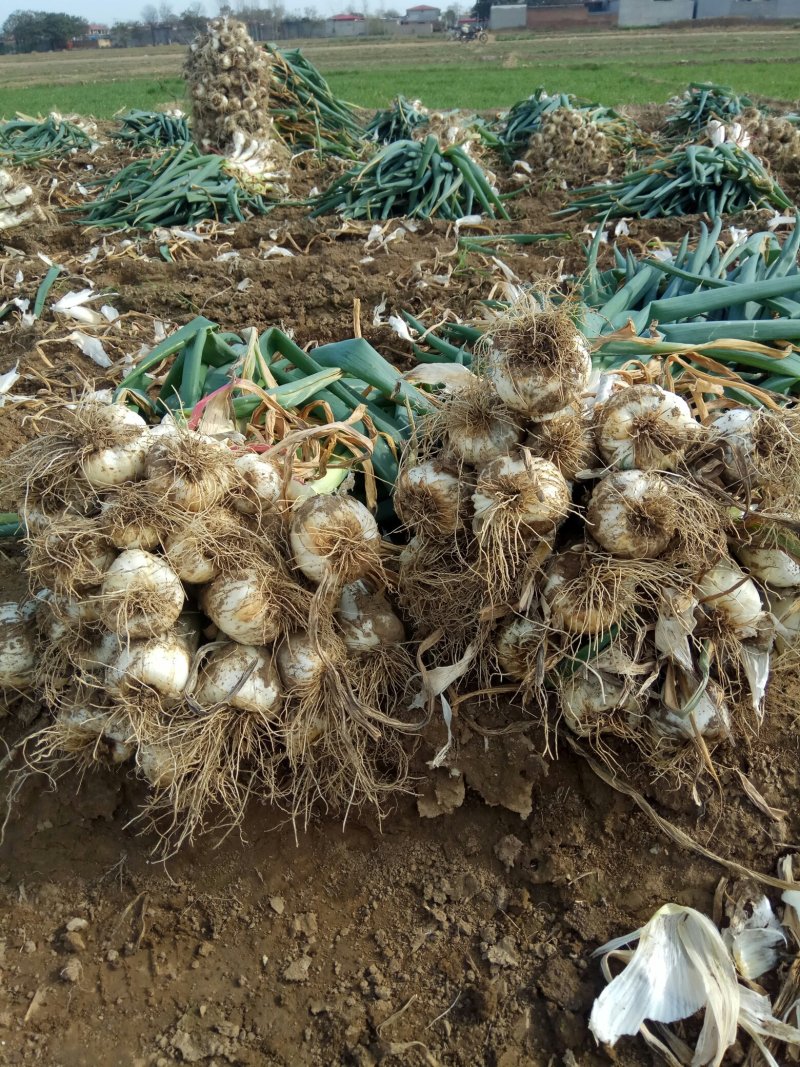 大头葱正在热销中欢迎订购欢迎广大客户订购前来订购