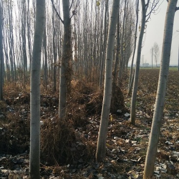 杨树苗，107-108杨树3-30公分，