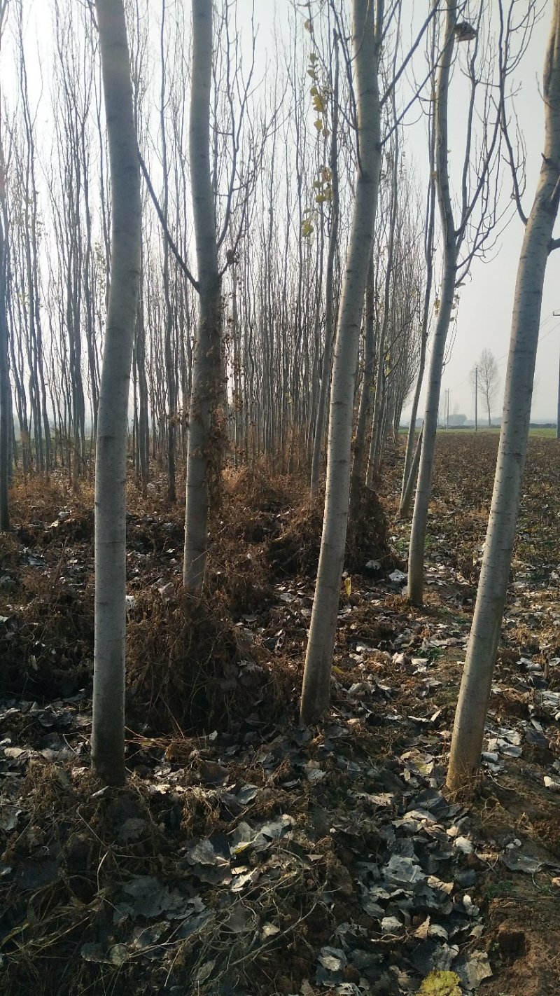 杨树苗，107-108杨树3-30公分，