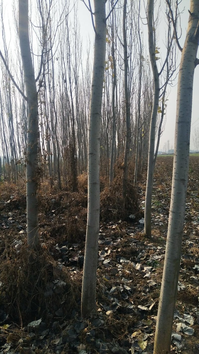 杨树苗，107-108杨树3-30公分，