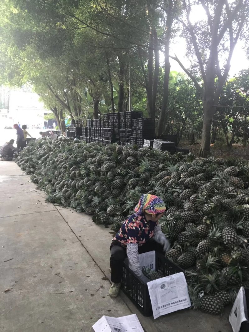 【凤梨】金钻17号凤梨全国招商，产地直发，供商超，加工厂