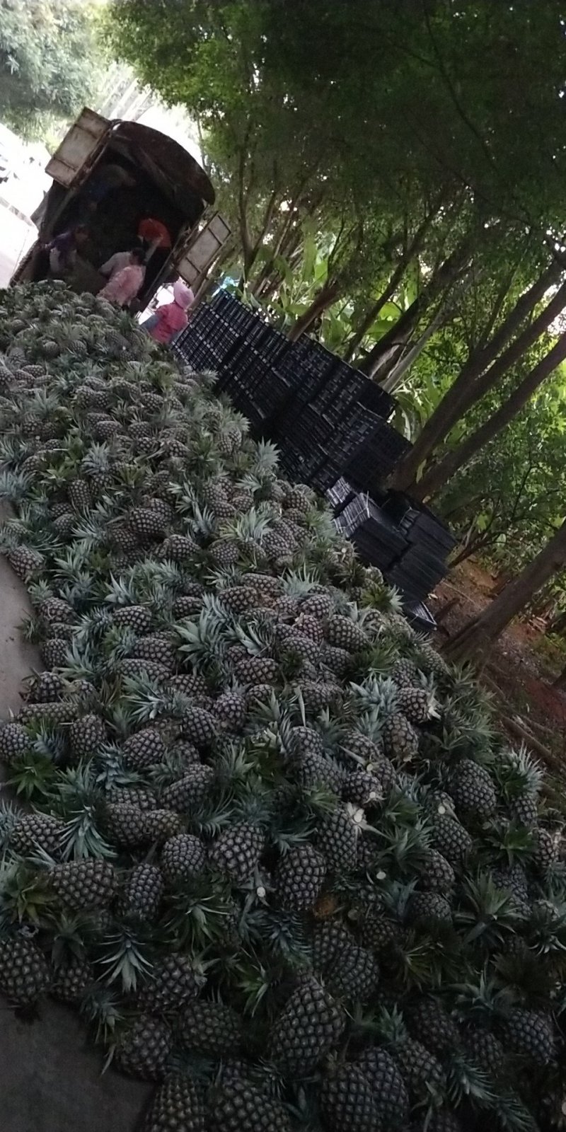 【凤梨】金钻17号凤梨全国招商，产地直发，供商超，加工厂