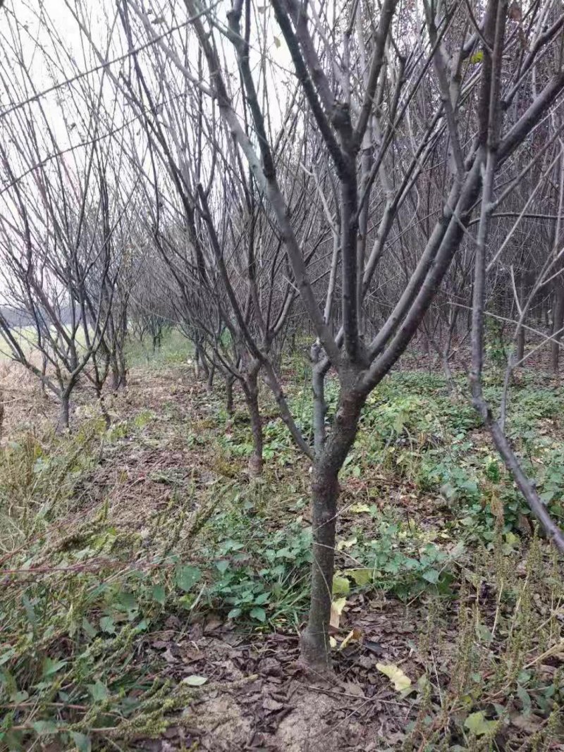 精品紫叶矮樱，山西紫叶矮樱，3-6公分紫叶矮樱