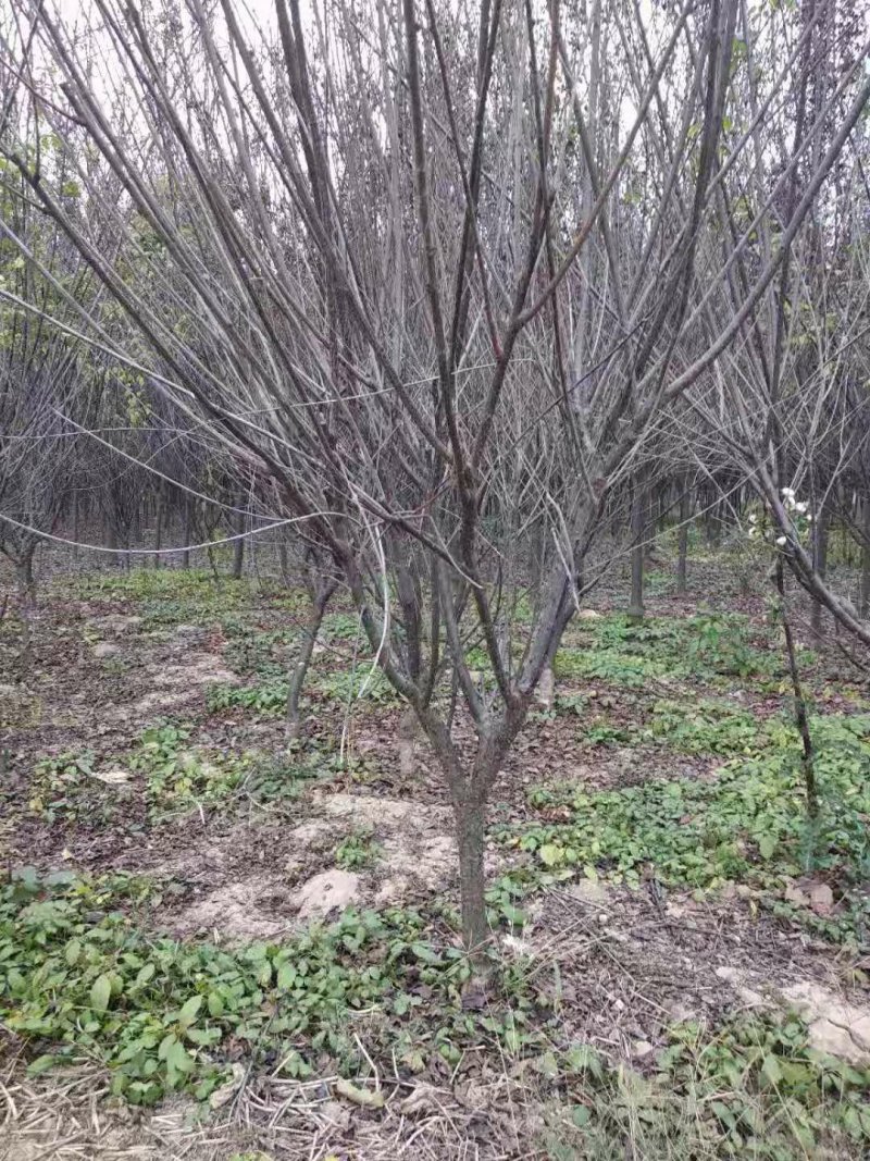 精品紫叶矮樱，山西紫叶矮樱，3-6公分紫叶矮樱