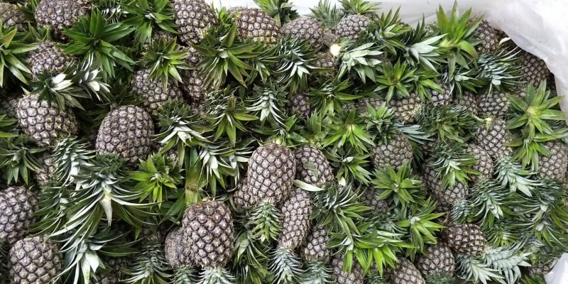 【金钻17号凤梨】超市，加工厂，批发商，，所有渠道基直供