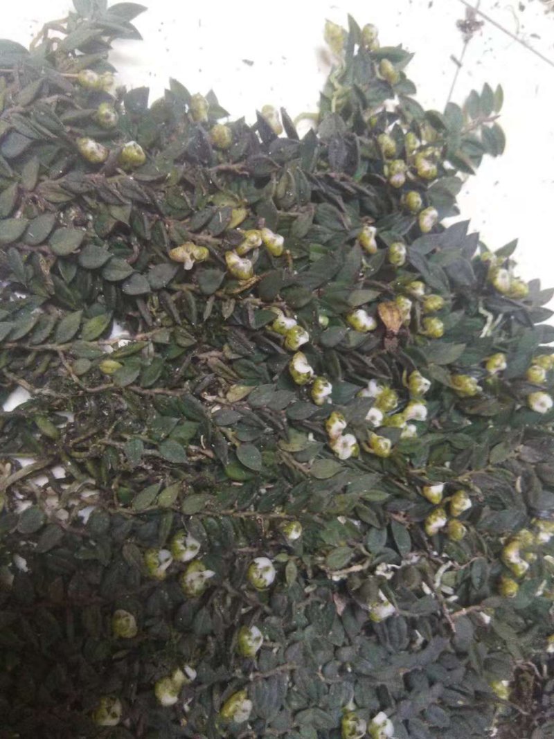 黄金钗