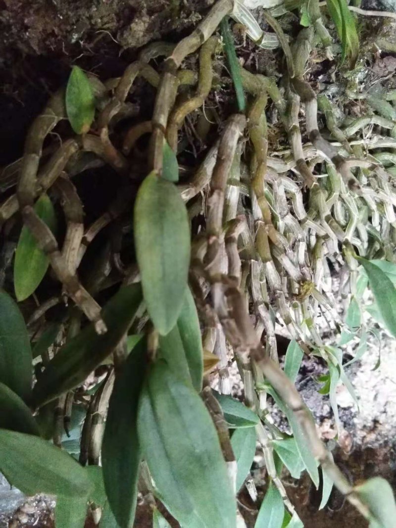 黄金钗