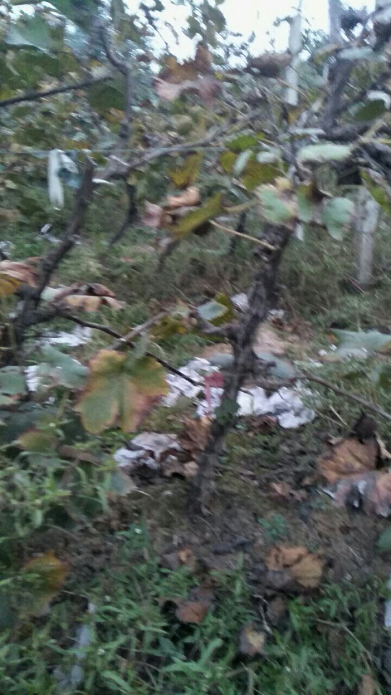 占地葡萄树