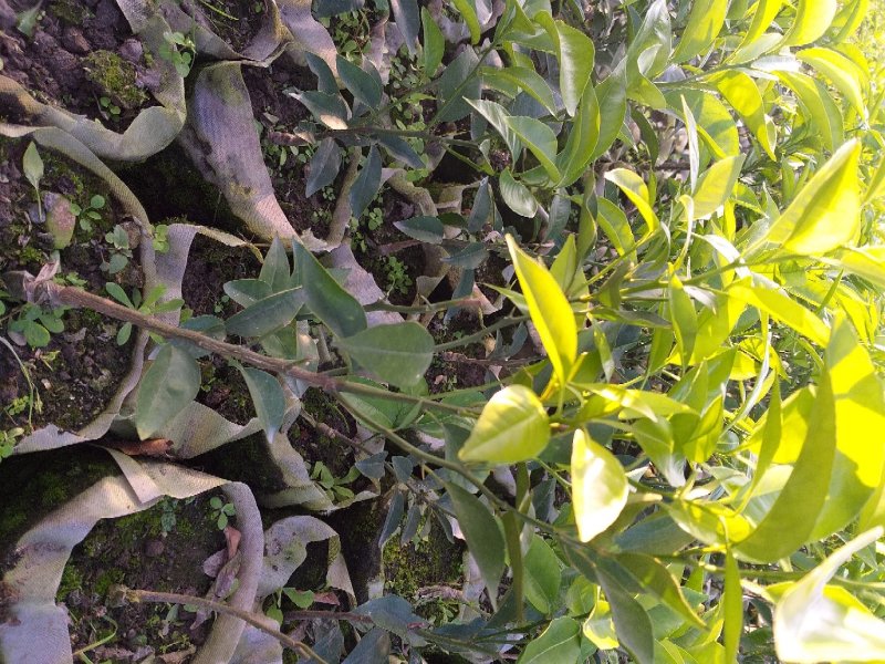 无核沃柑杯苗