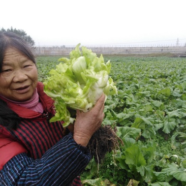 儿菜
