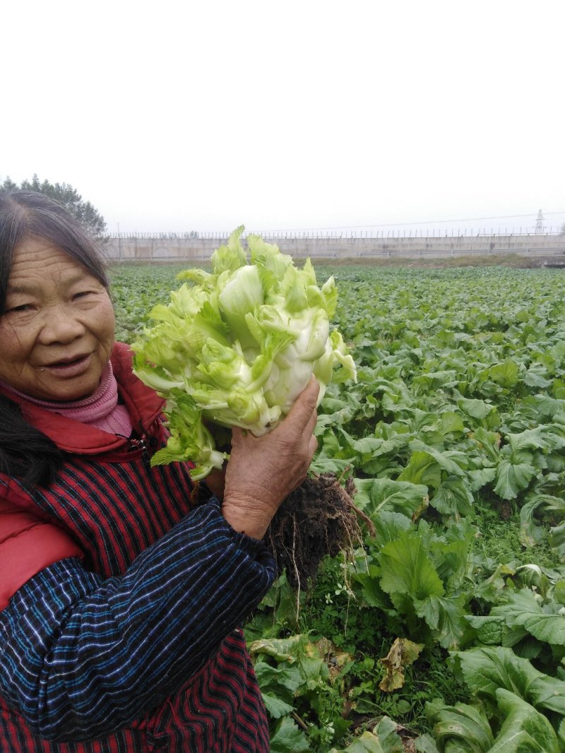 儿菜