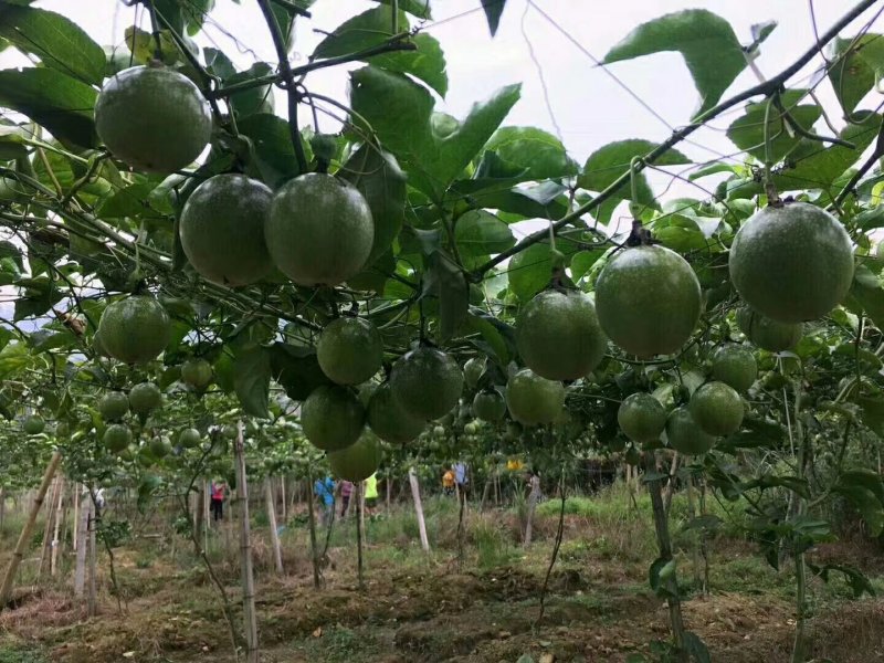 巨无霸百香果苗黄金百香果金霸百香果苗黄金百香果苗