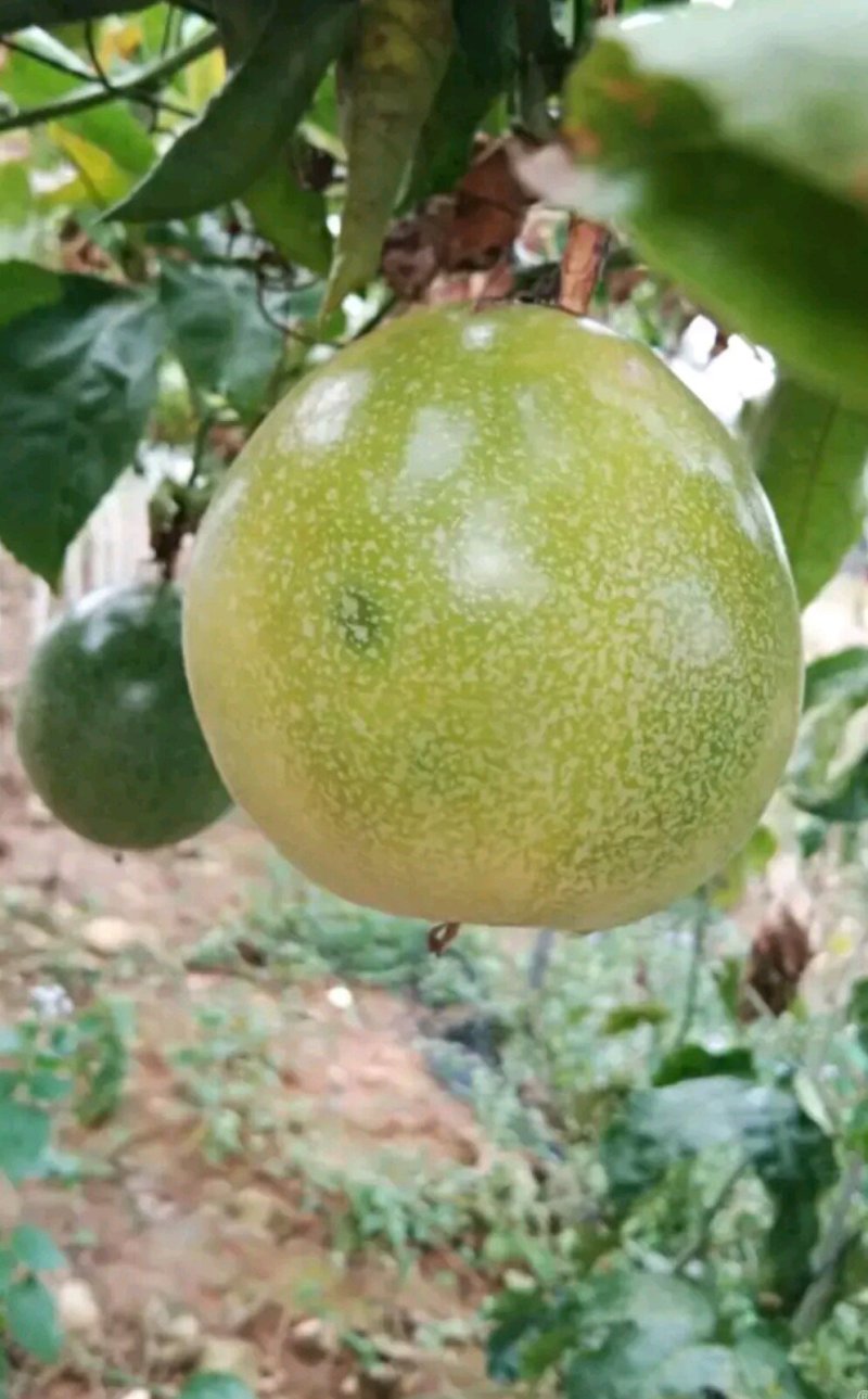 巨无霸百香果苗黄金百香果金霸百香果苗黄金百香果苗