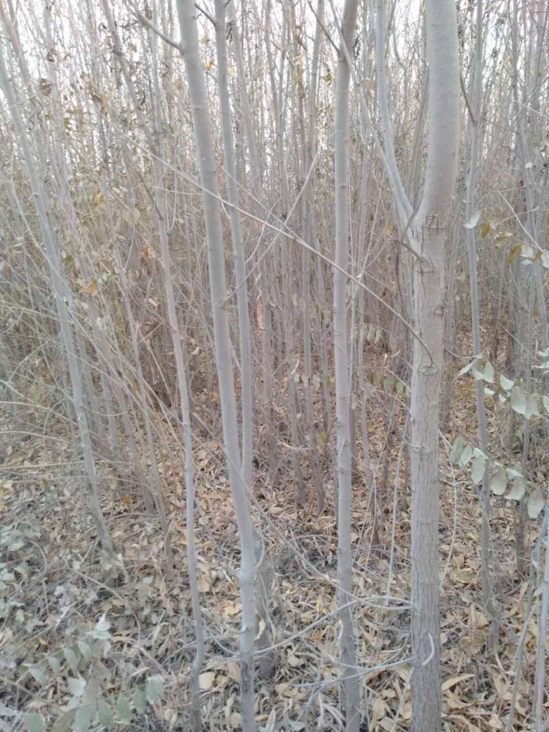 供应：胡杨苗，红柳苗，沙枣苗，新疆杨苗