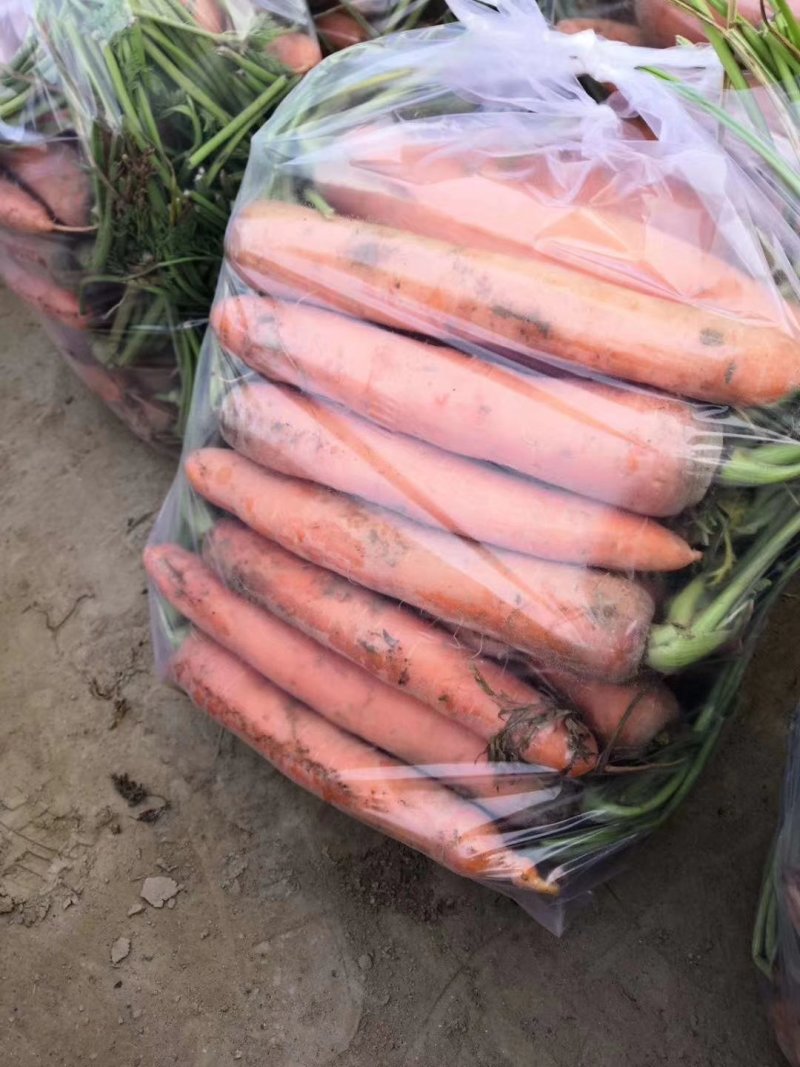 三红胡萝卜精品中条大量供应