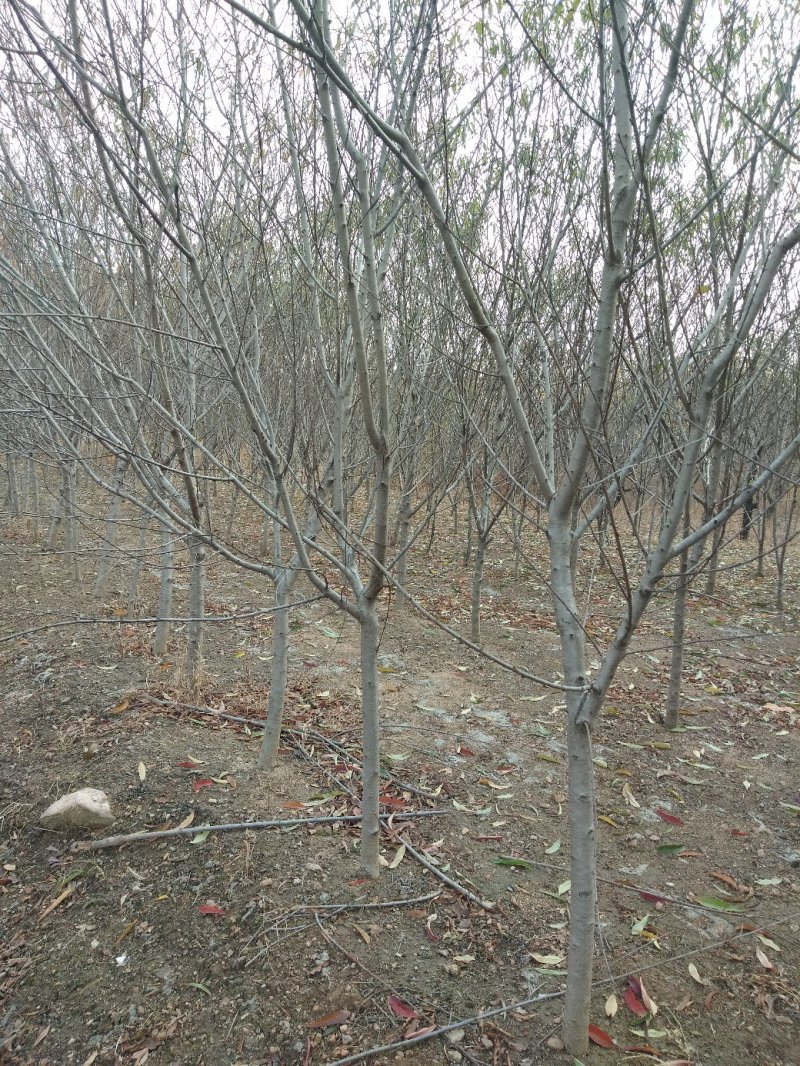 大桃树，用于绿化树，占地用树，嫁接各种绿化苗