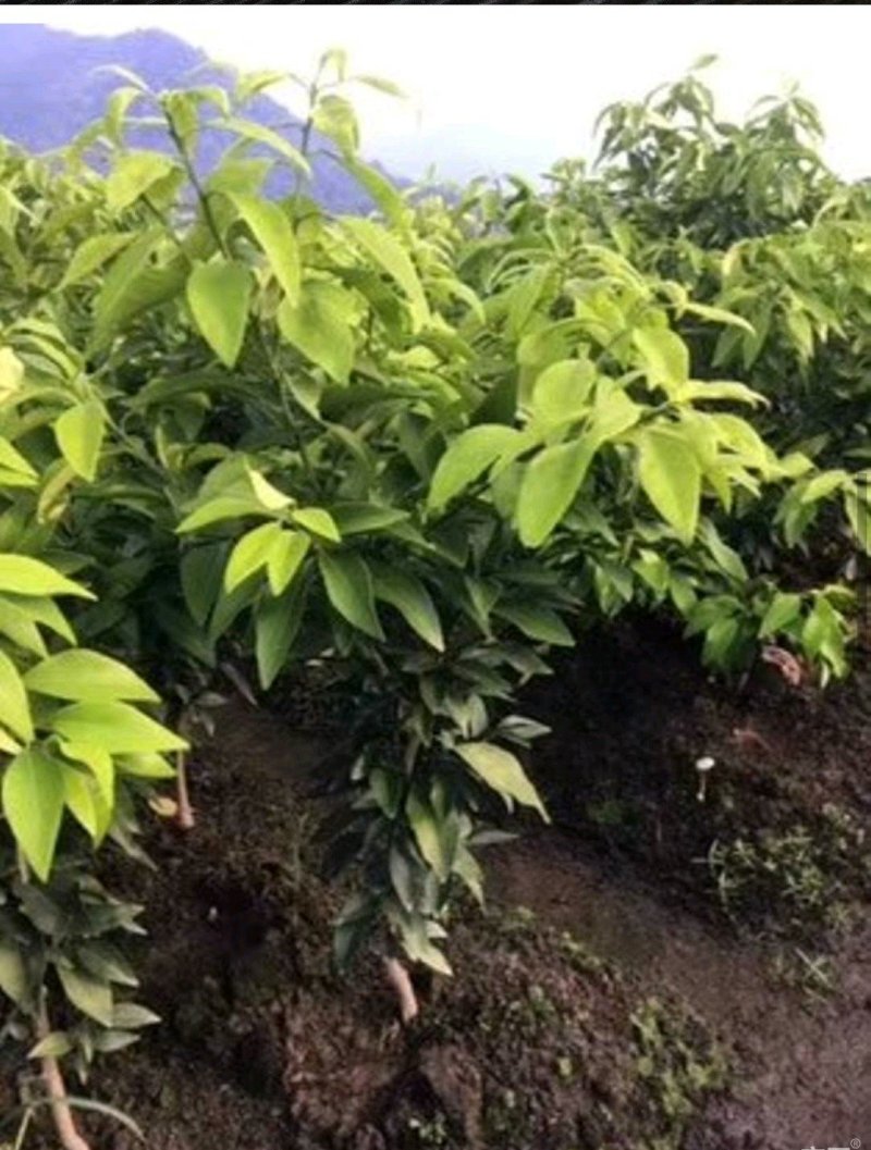 红美人28号柑橘苗两年苗品种纯正销往全国。