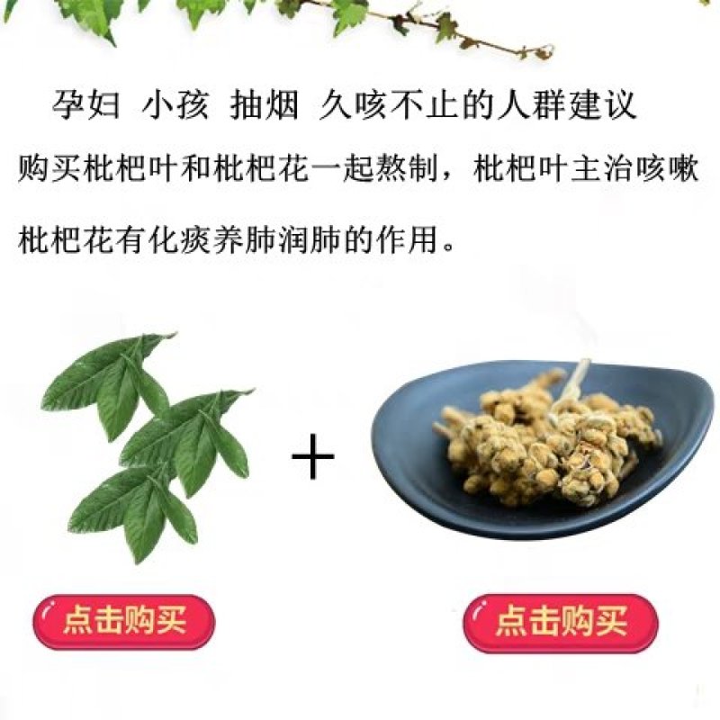 福建云霄枇杷之县产地新鲜枇杷叶