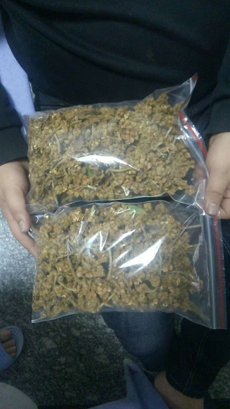 福建云霄枇杷之县产地新鲜枇杷叶