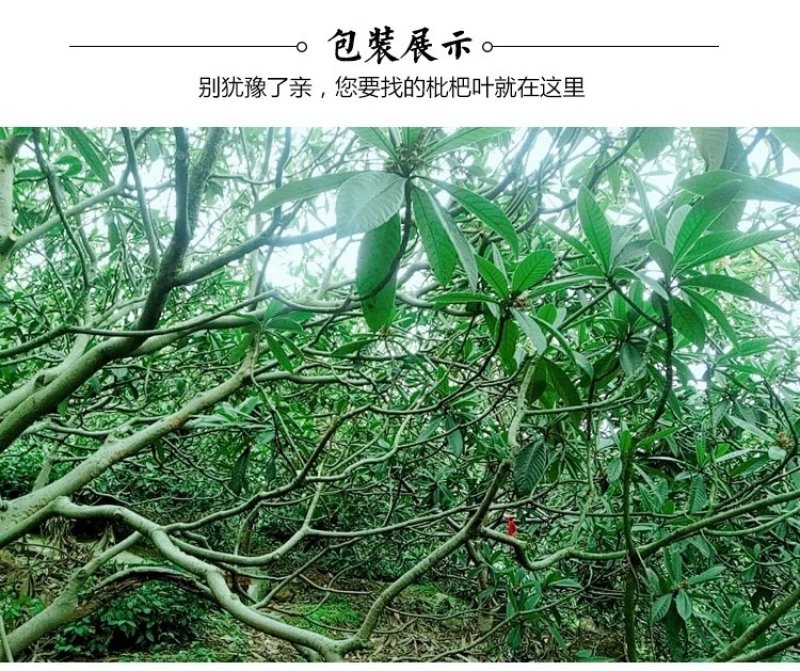 福建云霄枇杷之县产地新鲜枇杷叶