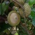 风流果苗提供种植管理技术壮阳水果提供技术
