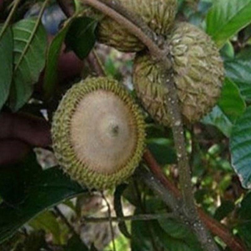风流果苗提供种植管理技术壮阳水果提供技术