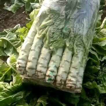 大棚种植三青莴笋大量上市