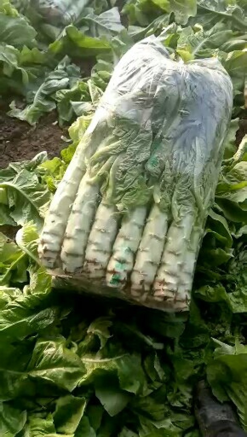 大棚种植三青莴笋大量上市
