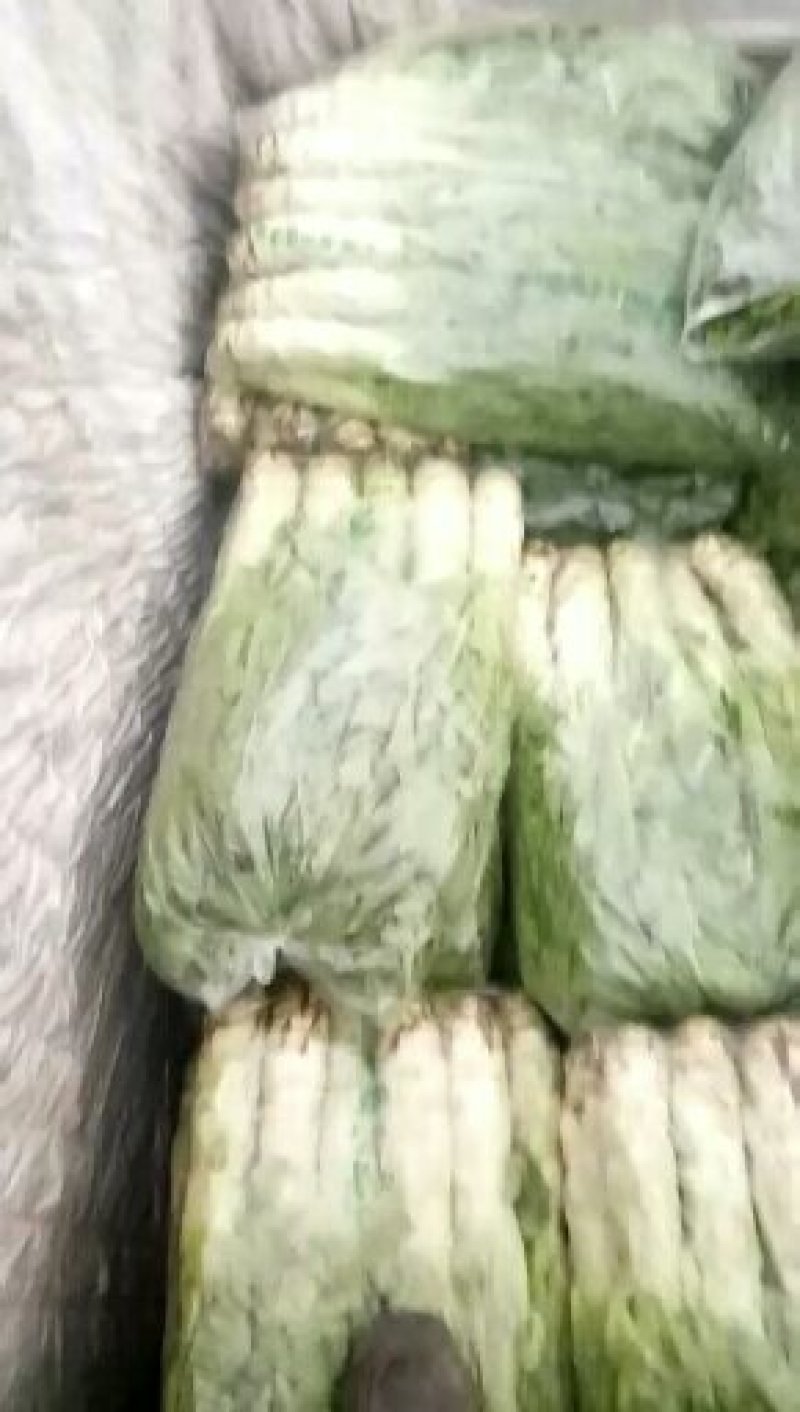 大棚种植三青莴笋大量上市