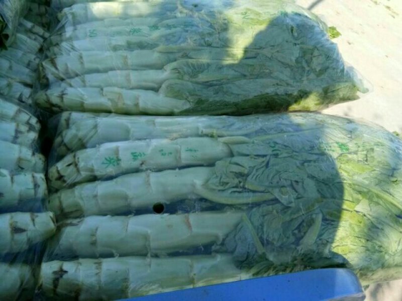 大棚种植三青莴笋大量上市