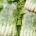大棚种植三青莴笋大量上市