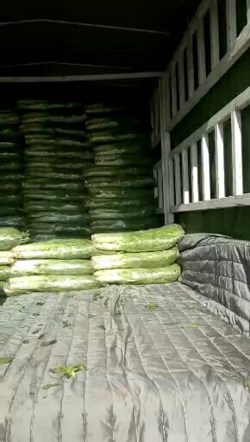 大棚种植三青莴笋大量上市