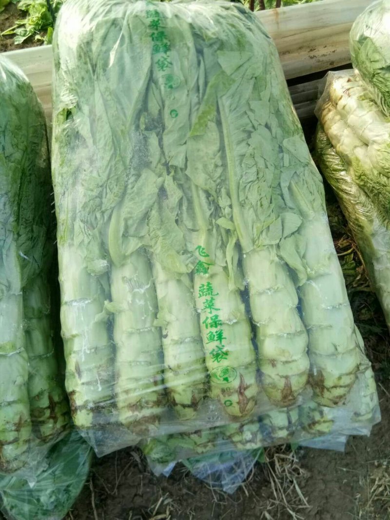 大棚种植三青莴笋大量上市