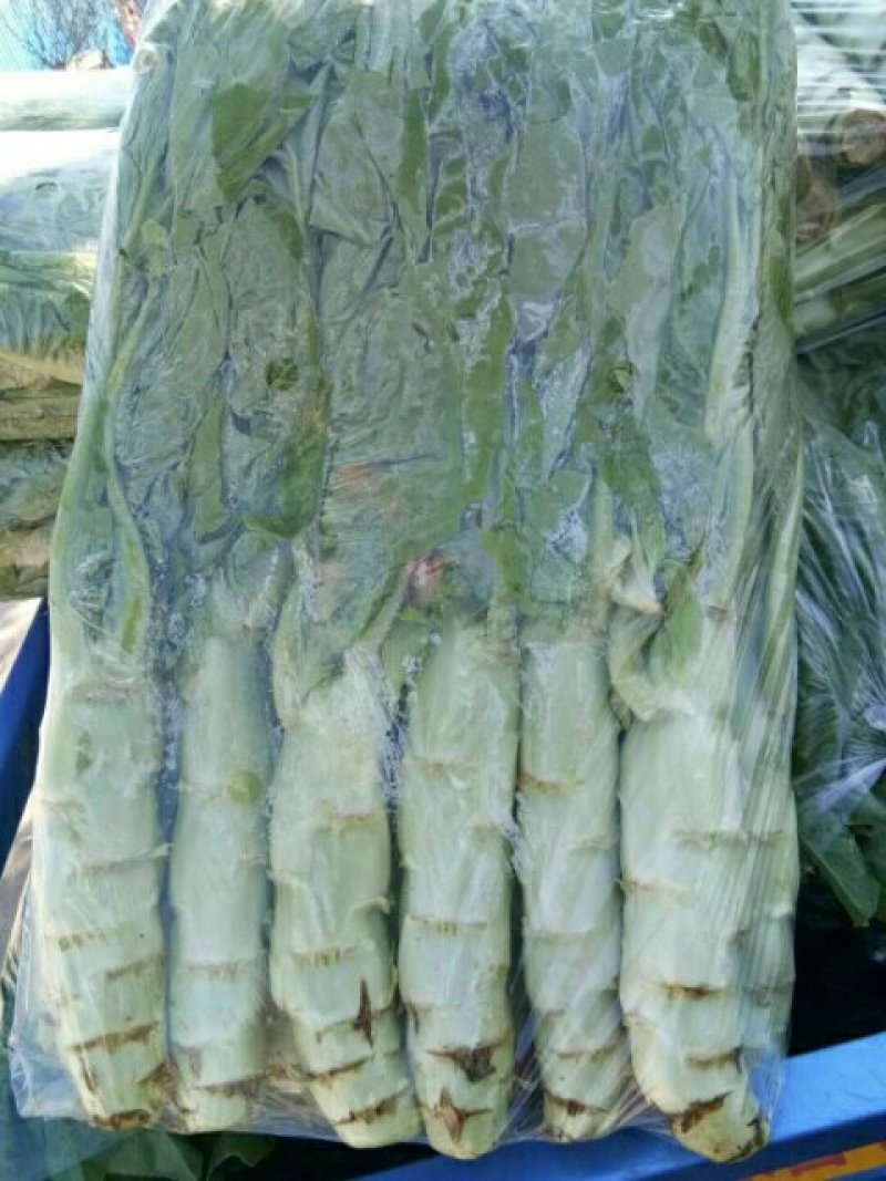 大棚种植三青莴笋大量上市