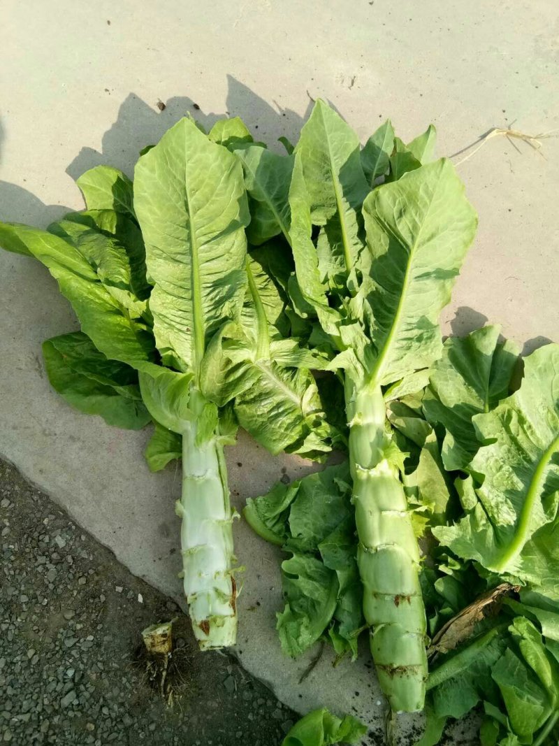 大棚种植三青莴笋大量上市