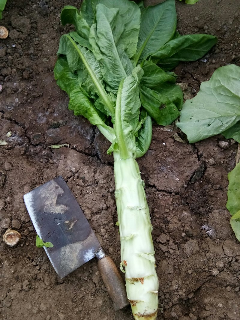 大棚种植三青莴笋大量上市