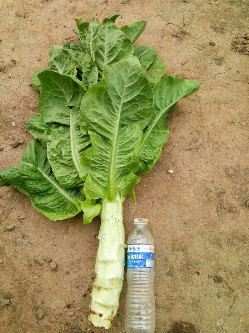 大棚种植三青莴笋大量上市