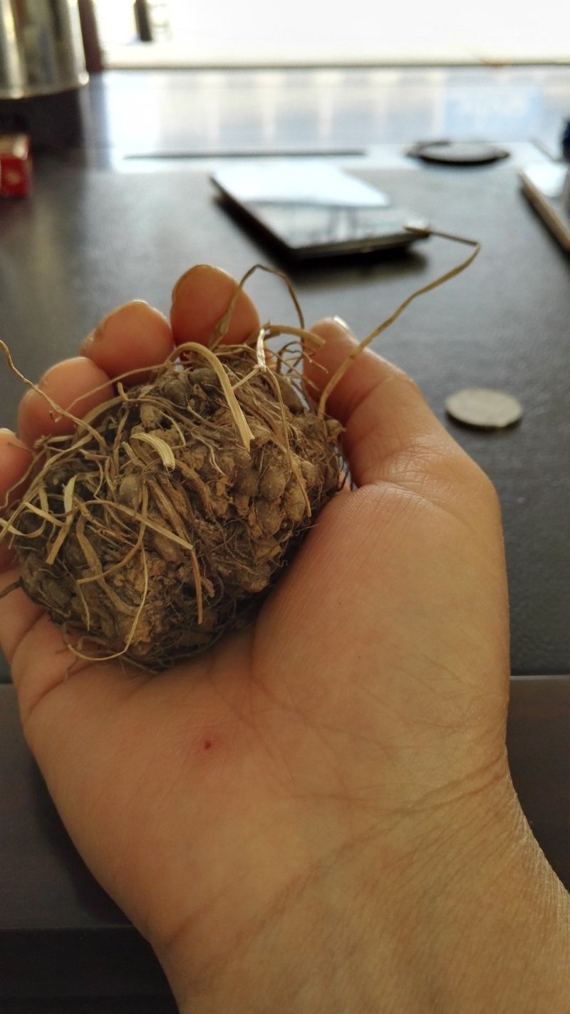 猫爪草种苗