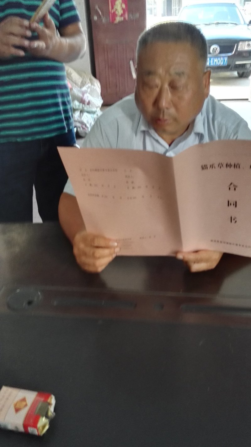 猫爪草种苗