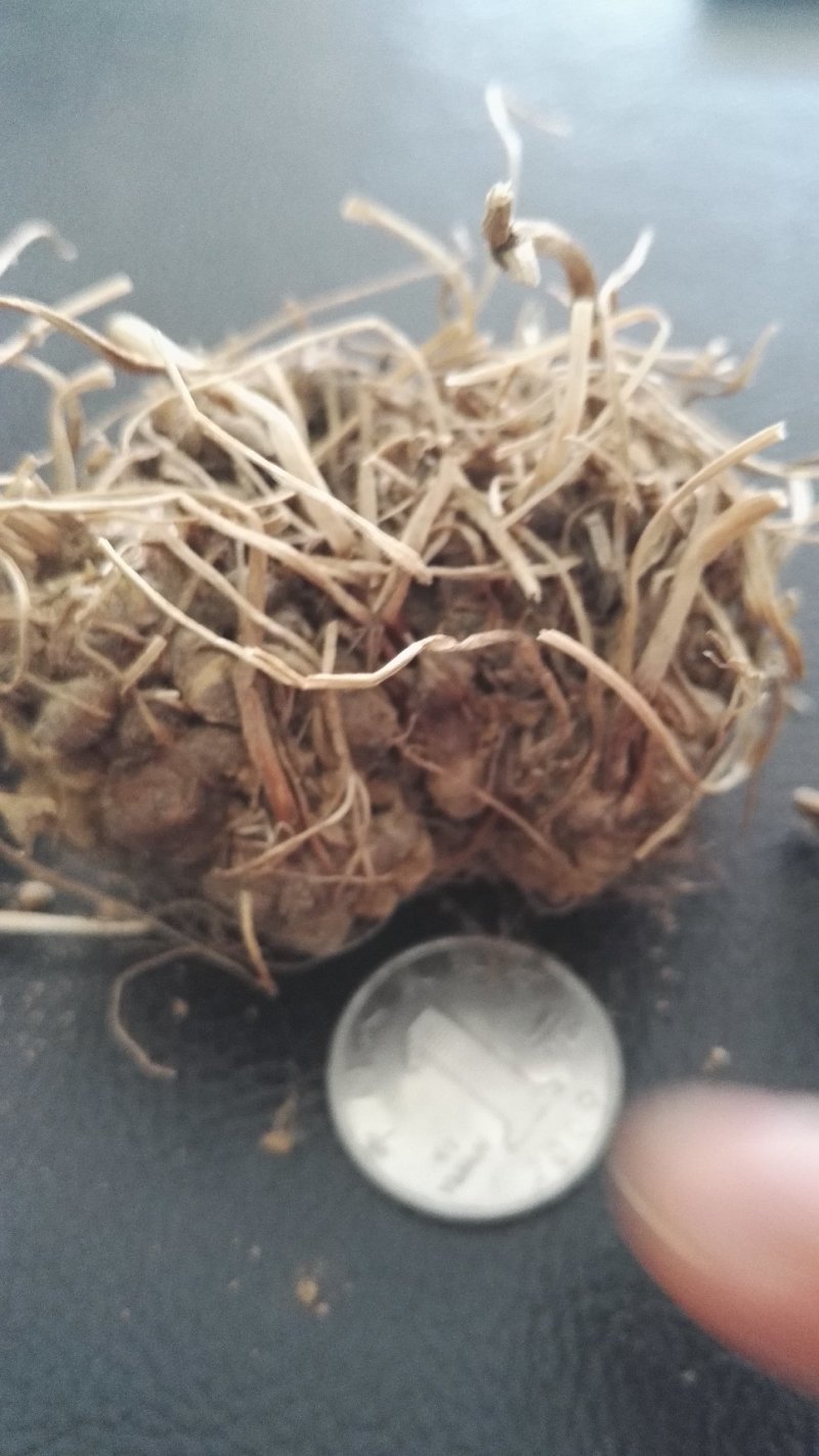 猫爪草种苗