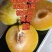 蜂糖李苗
