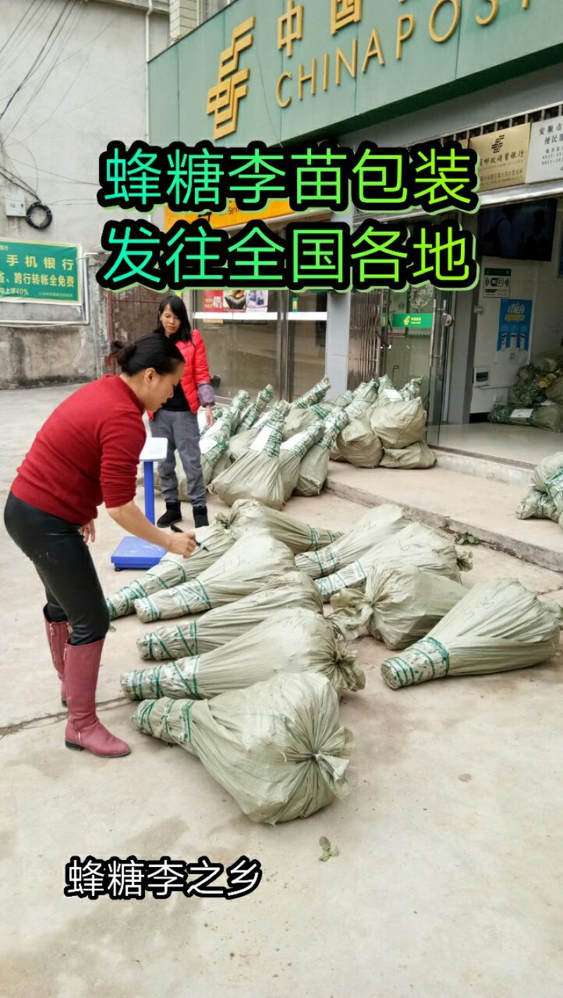 蜂糖李苗