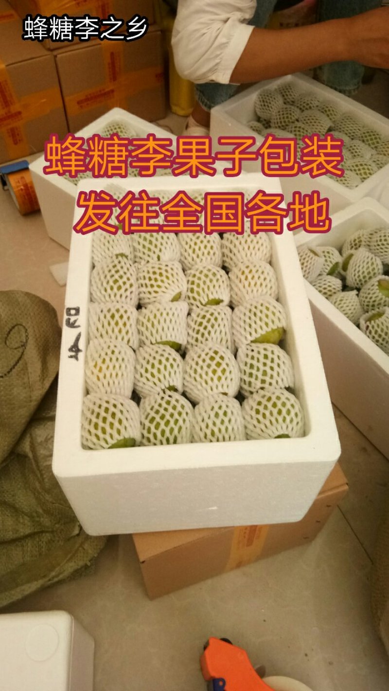 蜂糖李苗