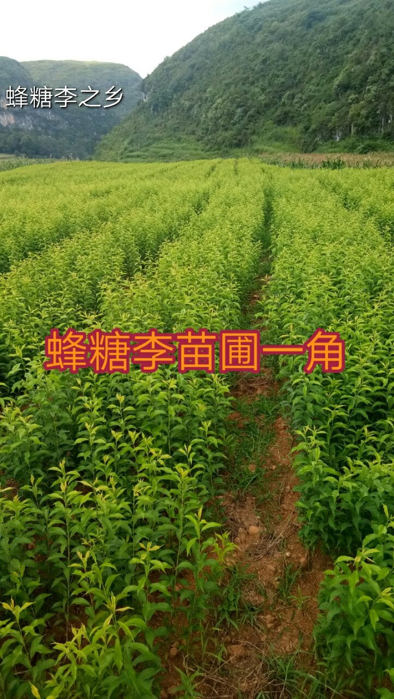 蜂糖李苗