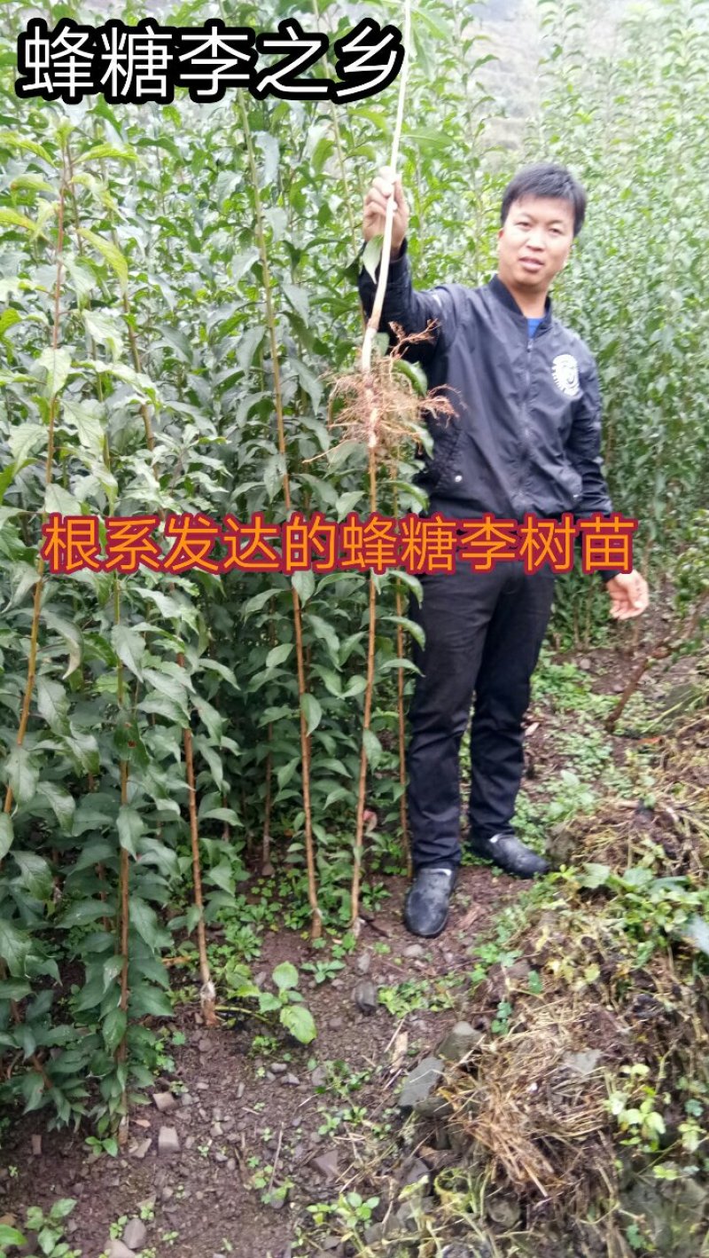 蜂糖李苗